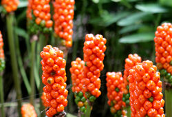 Arum italicum Mioulane NewsJqardinTV Jardimiou NPM 850277501