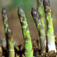 Asperge DR