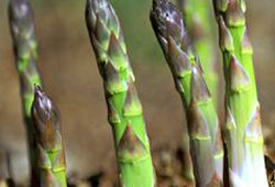 Asperge DR