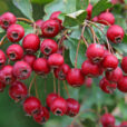 Aubépine Fructification Mioulane NewsJardinTV Jardimiou IMG 5860