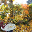 Automne Jardin Mioulane NewsJardinTV NPM 2507527963