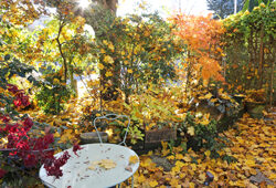 Automne Jardin Mioulane NewsJardinTV NPM 2507527963