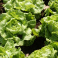 Laitue Mioulane NewsJardinTV Jardimiou NPM 914377254