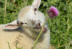 Mouton Mange Chardon.Fauna