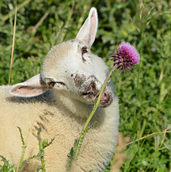 Mouton Mange Chardon.Fauna