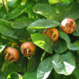 Neflier Fruit Andrew Dunn