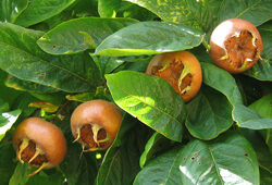 Neflier Fruit Andrew Dunn