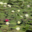 Nymphaea alba Mioulane NewsJardinTV Jardimiou NPM 84814010