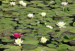 Nymphaea alba Mioulane NewsJardinTV Jardimiou NPM 84814010