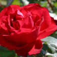 Rose Traviata NewsJardinTV NPM 3008201902