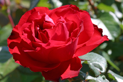 Rose Traviata NewsJardinTV NPM 3008201902