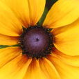 Rudbeckia Mioulane NewsJardinTV Jardimiou NPM 85020166