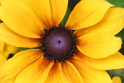 Rudbeckia Mioulane NewsJardinTV Jardimiou NPM 85020166