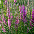 Salicaire Lythrum Mioulane NewsJardinTV Jardimiou NPM 850327430