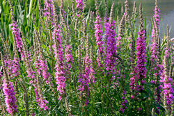 Salicaire Lythrum Mioulane NewsJardinTV Jardimiou NPM 850327430