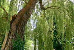 Salix Mioulane NewsJardinTV Jardimiou NPM 850324084