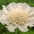 Scabiosa Mioulane NewsJardinTV Jardimiou 9N7B7264