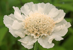 Scabiosa Mioulane NewsJardinTV Jardimiou 9N7B7264