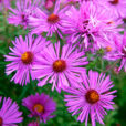Aster Mioulane NesJardinTV Jardimiou NPM 850453855