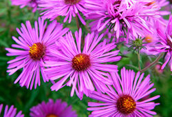 Aster Mioulane NesJardinTV Jardimiou NPM 850453855