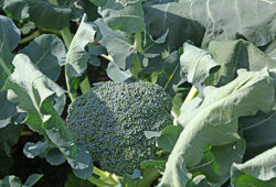 Brocoli Mioulane NewsJardinTV NPM 2507522826