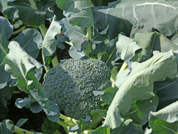 Brocoli Mioulane NewsJardinTV NPM 2507522826