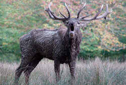 Cerf Brame Mioulane NewsJardinTV Jardimiou DSC0831