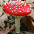 Champignon amanite Mioulane NewsJardinTV Jardimiou XY7S3157