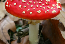 Champignon amanite Mioulane NewsJardinTV Jardimiou XY7S3157
