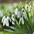 Galanthus Perce Neige Flora