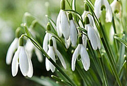 Galanthus Perce Neige Flora