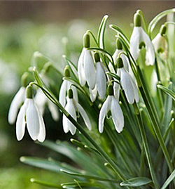 Galanthus Perce Neige Flora