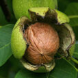 Noix Fruit