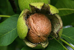 Noix Fruit