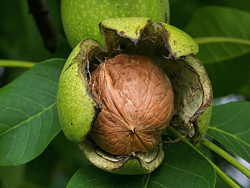 Noix Fruit