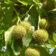 Platane Fructification Flora