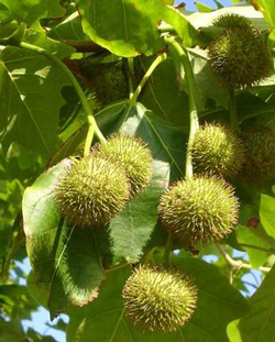 Platane Fructification Flora