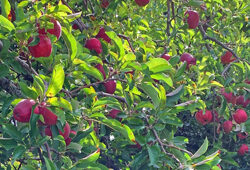 Pommier Starkrimson Mioulane NewsJardinTV Jardimiou IMG 3349