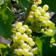 Raisin Mioulane NewsJardinTV Jardimiou NPM 850354016