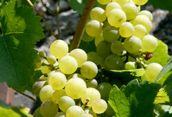 Raisin Mioulane NewsJardinTV Jardimiou NPM 850354016