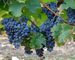 Raisin Mioulane NewsJardinTV NPM 2507529275