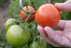 Recolte Tomate Mioulane NewsJardinTV Jardimiou NPM 850417008