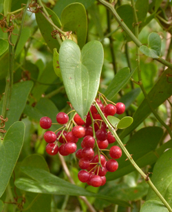 Salsepareille Fructification Flora