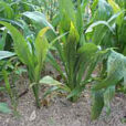 Scorsonere Legume Flora