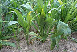Scorsonere Legume Flora