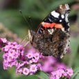Vanessa atalanta Mioulane NewsJardinTV Jardimiou NPM 719515665
