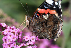 Vanessa atalanta Mioulane NewsJardinTV Jardimiou NPM 719515665