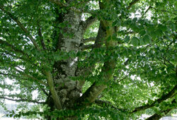 Fagus sylvatica Mioulane NewsJardinTV Jardimiou PM 850320095