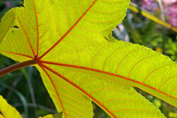 Feuille Ricin Mioulane NewsJardinTV Jardimiou IMG 5553