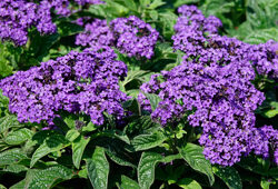 Heliotropium Mioulane NewsJardinTV NPM 2808202656